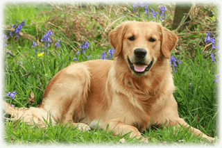 Golden retriever i Vellinge
